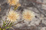 Zigzag silkgrass